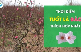 Thời điểm tuốt lá cho đào thích hợp nhất