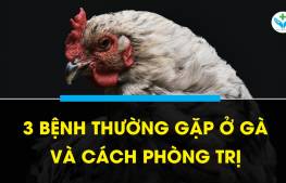 3 bệnh thường gặp ở gà và cách phòng trị bệnh