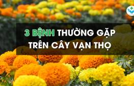 3 bệnh thường gặp trên cây vạn thọ