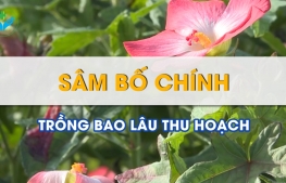Sâm Bố Chính trồng bao lâu thu hoạch?