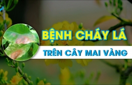 Bệnh cháy lá trên cây mai vàng