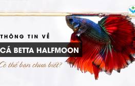 Thông tin về cá Betta Halfmoon có thể bạn chưa biết?
