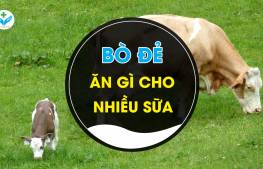 Bò đẻ ăn gì cho nhiều sữa?