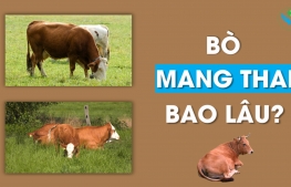 Bò mang thai bao lâu?
