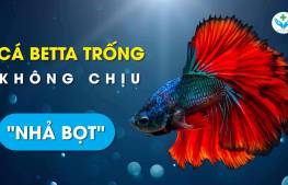 Cá Betta trống không chịu nhả bọt