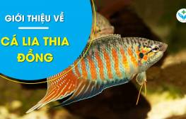 Tìm hiểu về cá lia thia đồng