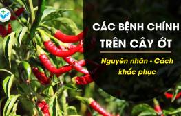 Các bệnh chính trên cây ớt mà bạn cần biết