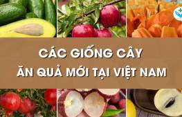 Các giống cây ăn quả mới tại Việt Nam