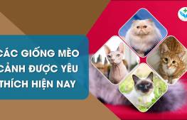 Các giống mèo cảnh được yêu thích hiện nay
