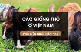 Các giống thỏ ở Việt Nam phổ biến nhất hiện nay
