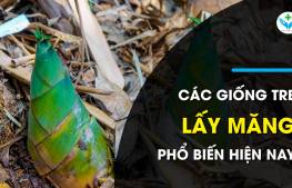 Các loại tre lấy măng phổ biến hiện nay