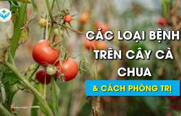 Các loại bệnh trên cây cà chua và cách phòng trị bệnh hiệu quả