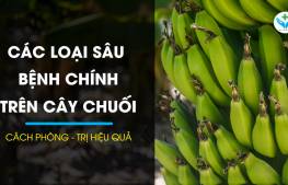 Các loại sâu bệnh chính trên cây chuối bạn cần quan tâm