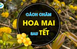 Cách chăm sóc hoa mai sau tết