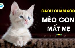 Cách chăm sóc mèo con mất mẹ