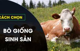 Cách chọn bò giống sinh sản