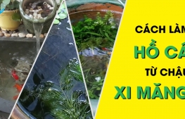 Cách làm hồ cá từ chậu xi măng