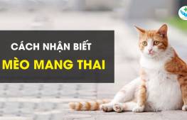 Cách nhận biết mèo mang thai