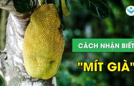Cách nhận biết mít già