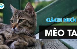 Cách nuôi mèo ta