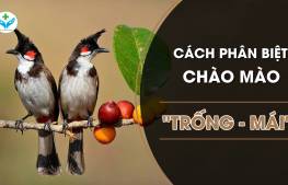 Cách phân biệt chim chào mào "Trống - Mái"