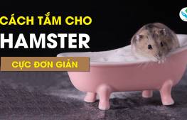 Cách tắm cho chuột hamster cực đơn giản