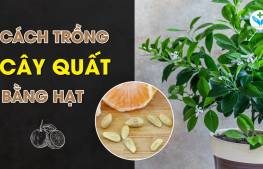 Cách trồng cây quất bằng hạt