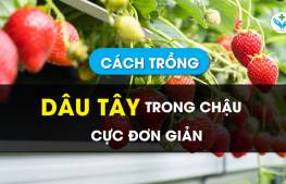 Hướng dẫn cách trồng dâu tây trong chậu đơn giản 