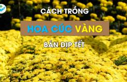 Cách trồng hoa cúc vàng bán dịp tết