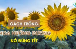 Cách trồng hoa hướng dương nở đúng tết