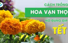 Cách trồng hoa vạn thọ nở đúng dịp tết