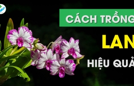 Cách trồng lan hiệu quả