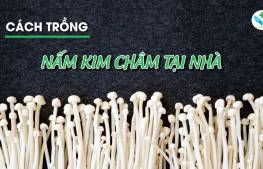 Cách trồng nấm kim châm tại nhà