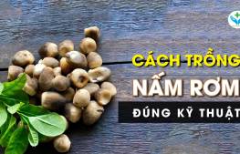 Cách trồng nấm rơm đúng kỹ thuật
