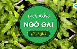 Cách trồng ngò gai hiệu quả