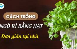 Cách trồng ngò rí bằng hạt đơn giản tại nhà