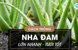 Cách trồng nha đam lớn nhanh tươi tốt