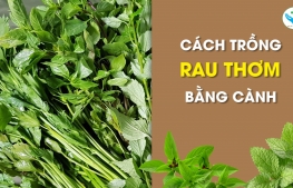 Cách trồng rau thơm bằng cành