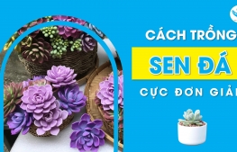 Cách trồng sen đá cực đơn giản