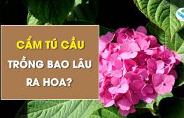 Cẩm tú cầu trồng bao lâu ra hoa?
