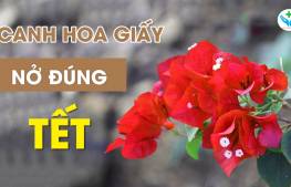 Canh hoa giấy nở đúng dịp tết