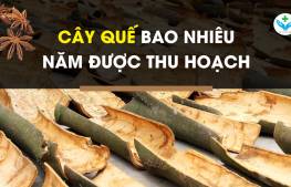 Cây quế bao nhiêu năm được thu hoạch?