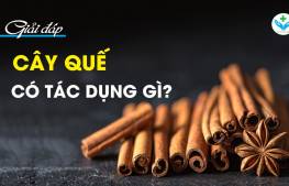Giải đáp: Quế có tác dụng gì?