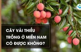 cây vải thiều trồng ở miền nam được không?