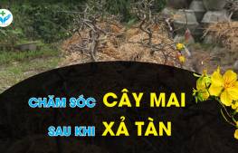 Chăm sóc cây mai sau khi xả tàn