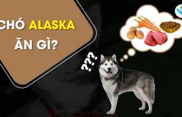 Chó Alaska ăn gì?