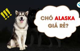 Chó Alaska giá rẻ