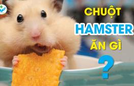 Chuột hamster ăn gì?
