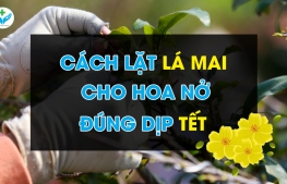 Cách lặt lá mai cho hoa nở đúng dịp tết