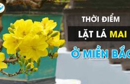 Thời điểm lặt lá mai ở miền Bắc 